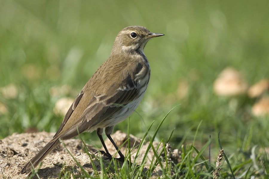 Water Pipit