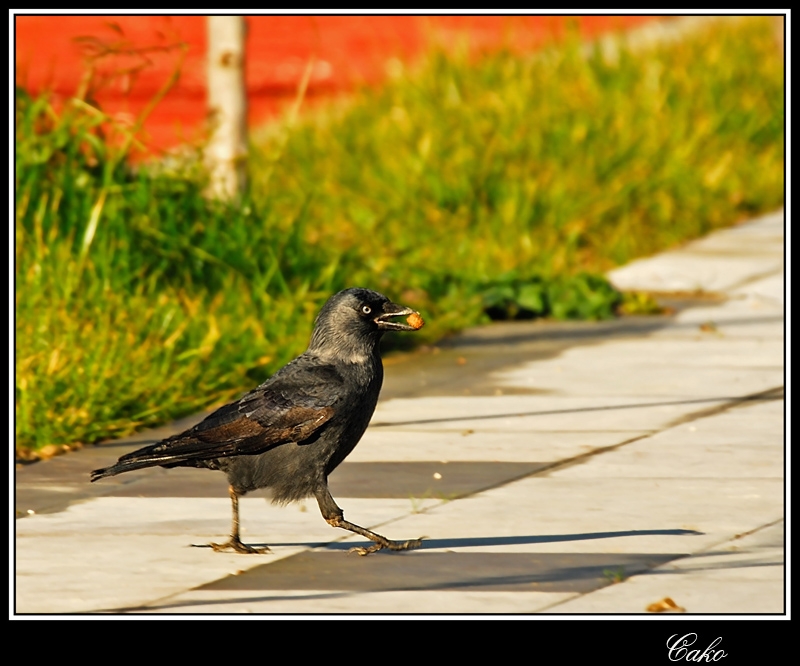 Western Jackdaw