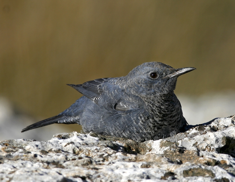 Blue Rock Thrush