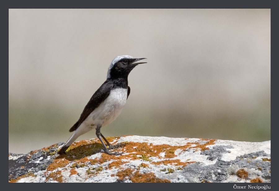 Finsch`s Wheatear