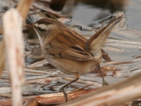 Moustached Warbler