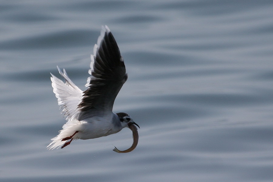 Little Gull