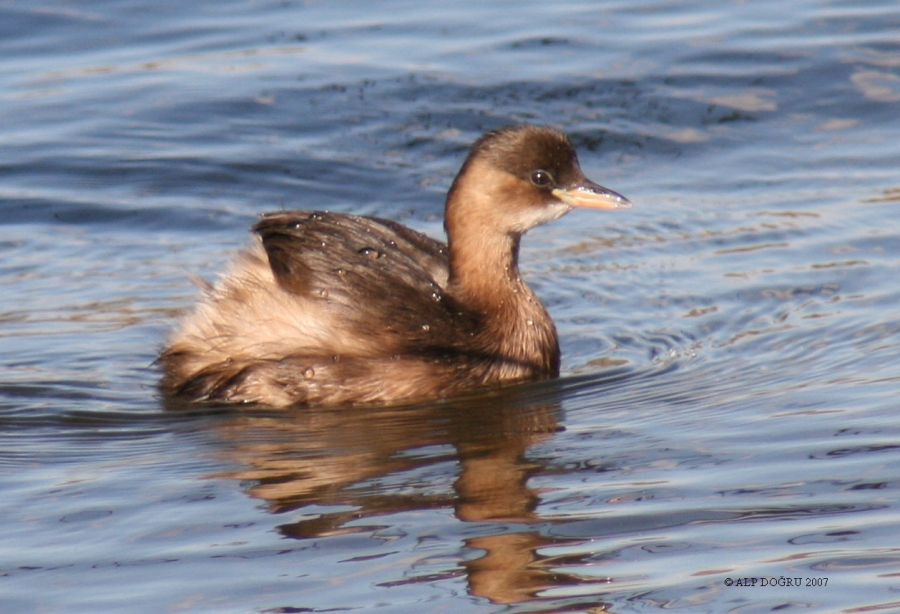 Little Grebe