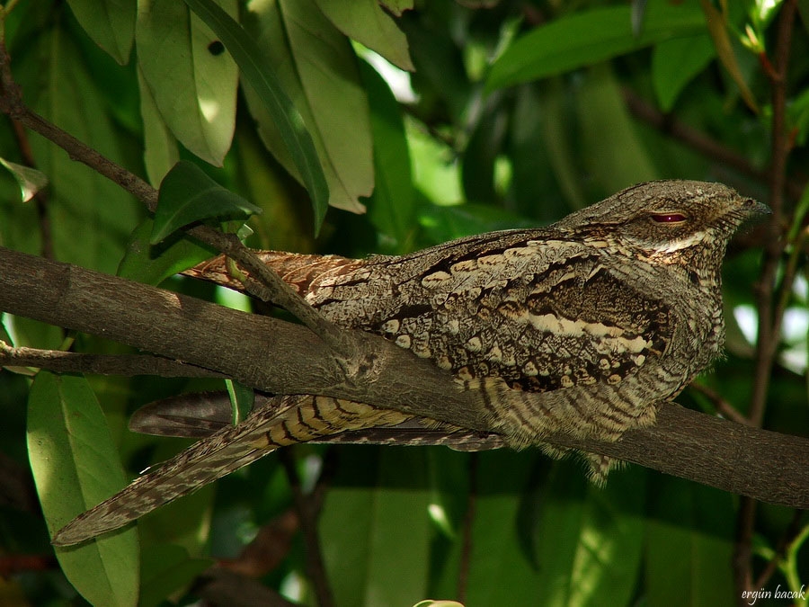 European Nightjar