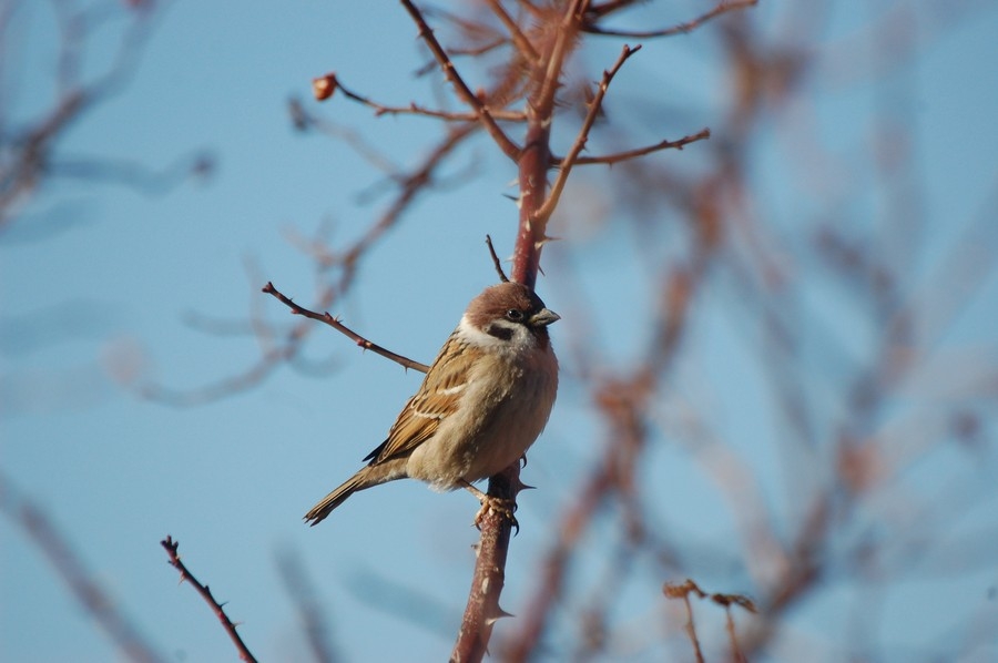 Eurasian Tree Sparrow