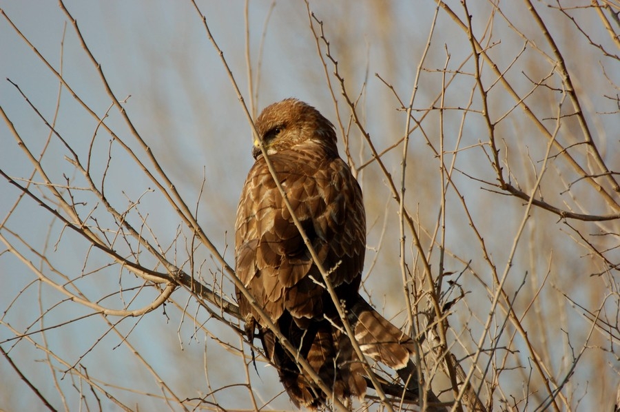 Common Buzzard