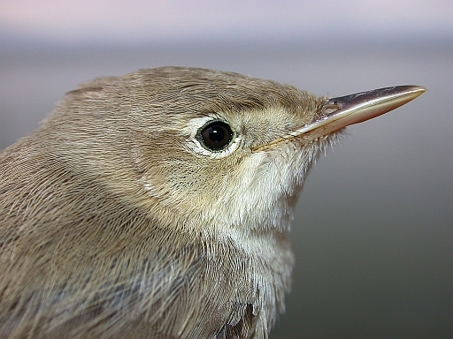 Marsh Warbler