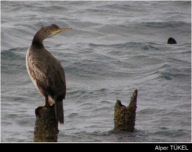 European Shag