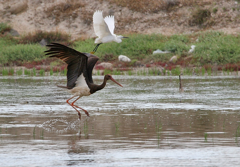 Black Stork