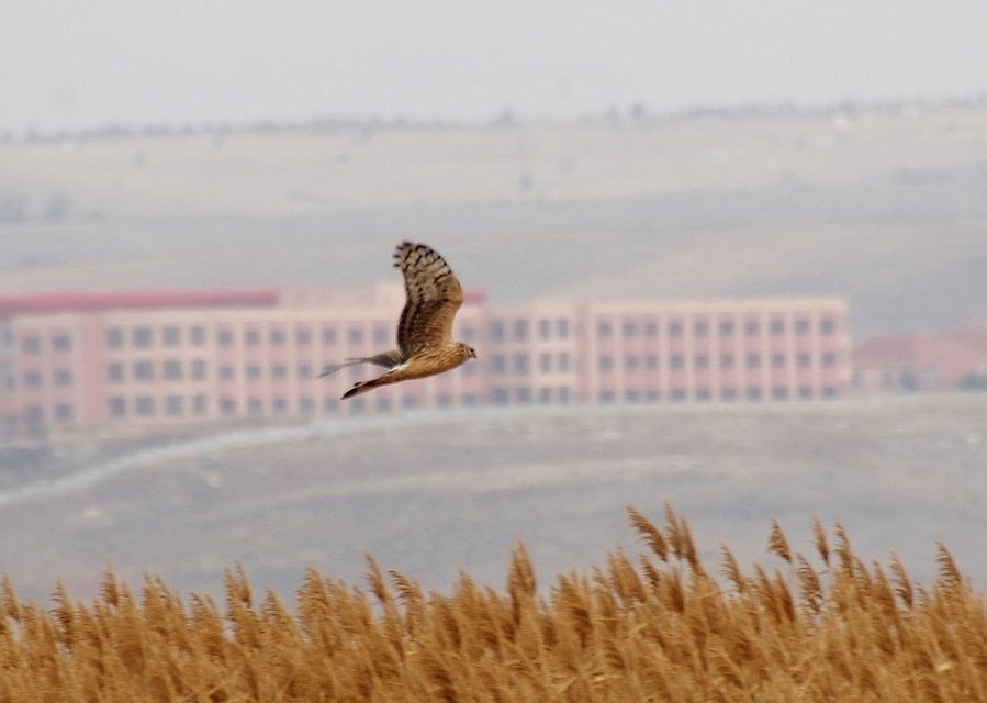 Hen Harrier