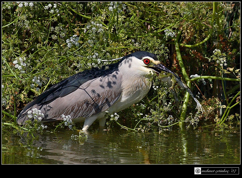Black-crowned Night Heron