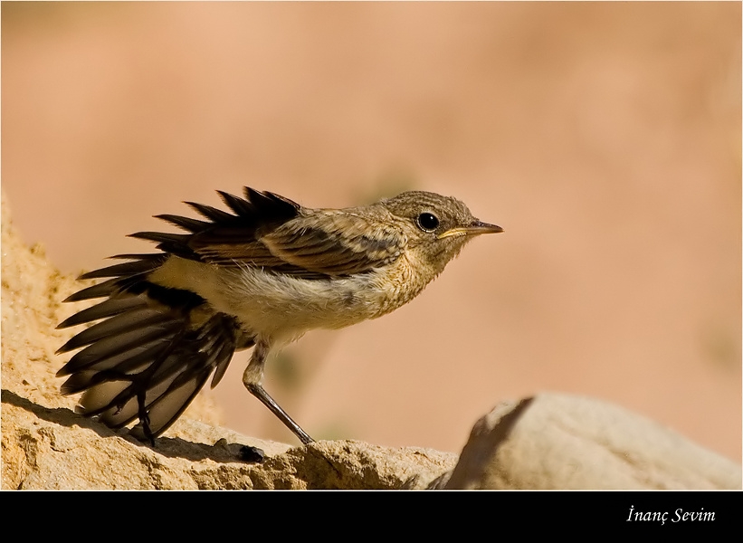 Northern Wheatear