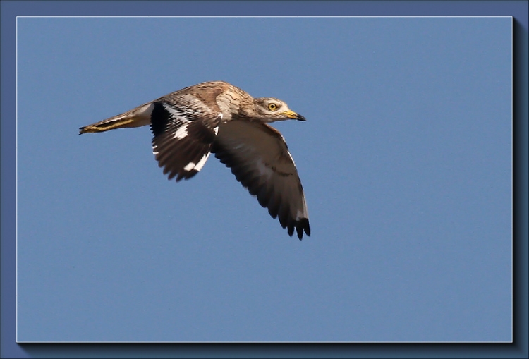 Eurasian Stone-curlew
