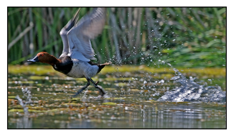 Common Pochard