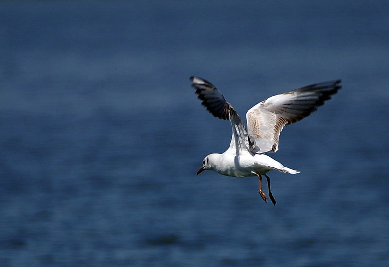 Black-headed Gull
