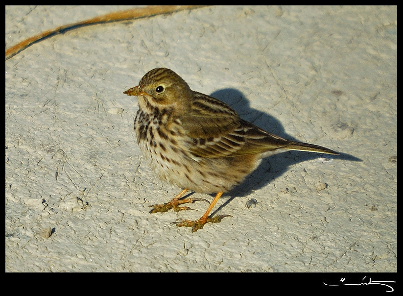 Meadow Pipit