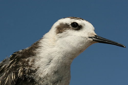 Red-necked Phalarope