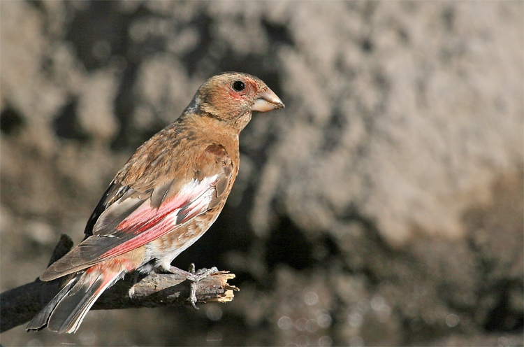 Crimson-winged Finch