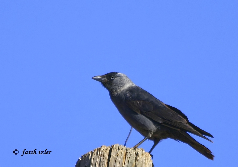 Western Jackdaw