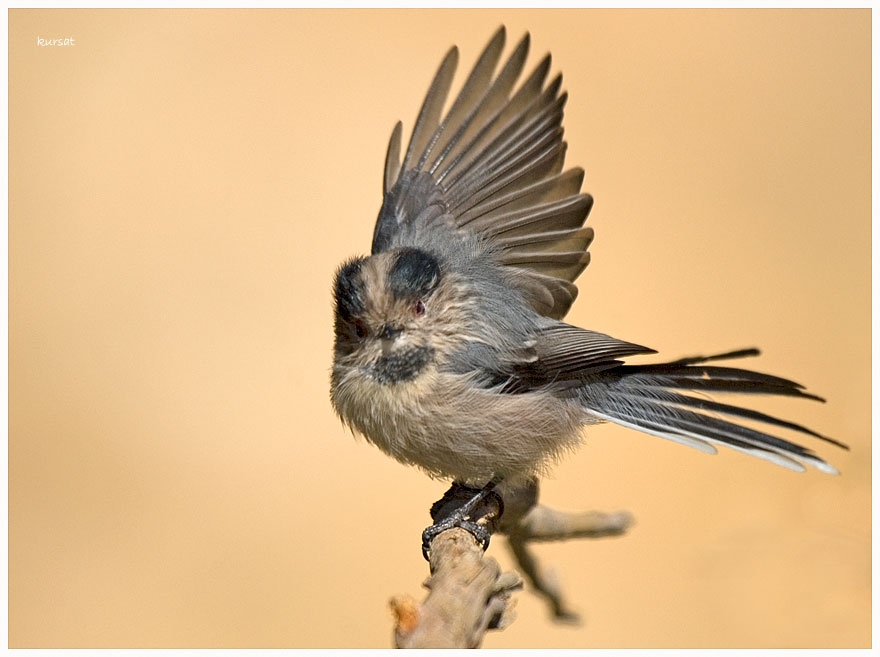 Long-tailed Tit