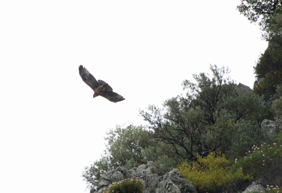 Bonelli`s Eagle