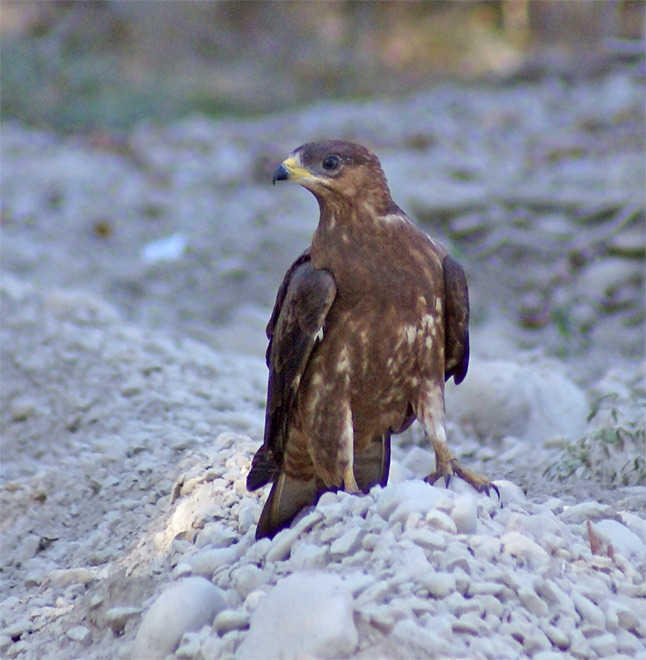 European Honey Buzzard