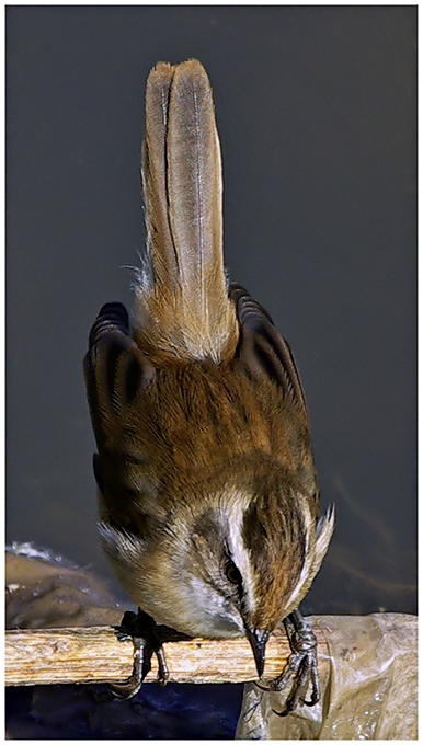 Moustached Warbler
