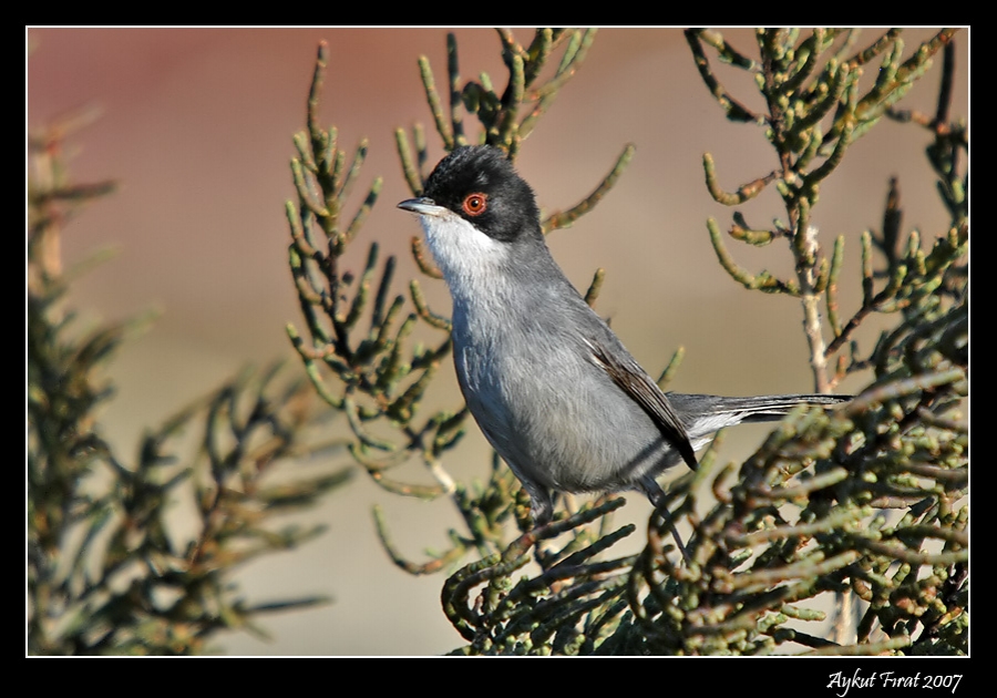Sardinian Warbler