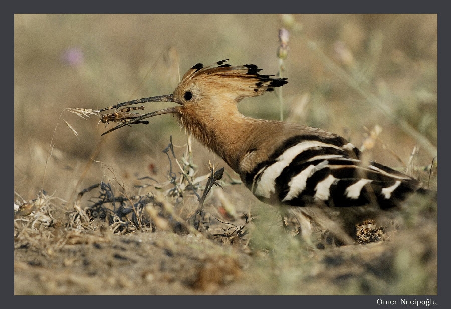 Common Hoopoe