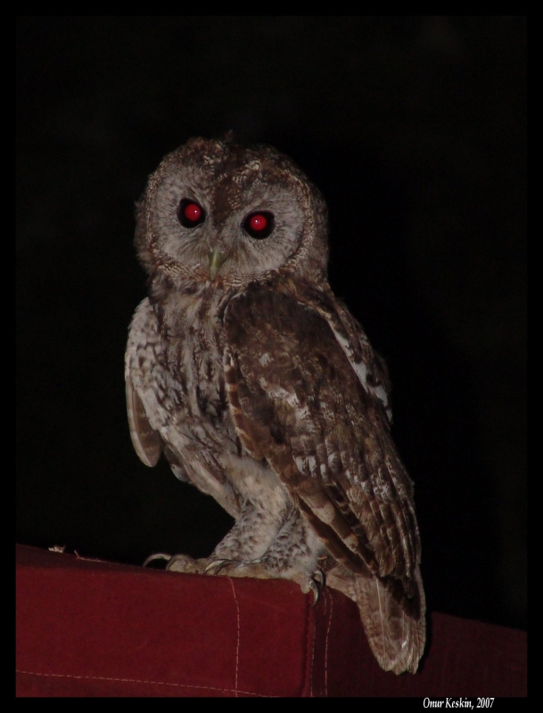 Tawny Owl