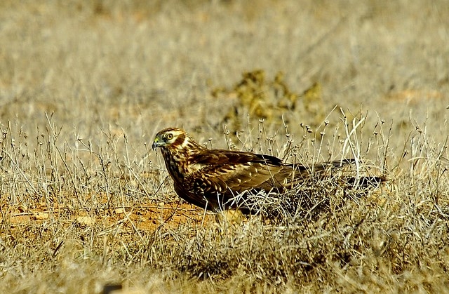 Hen Harrier