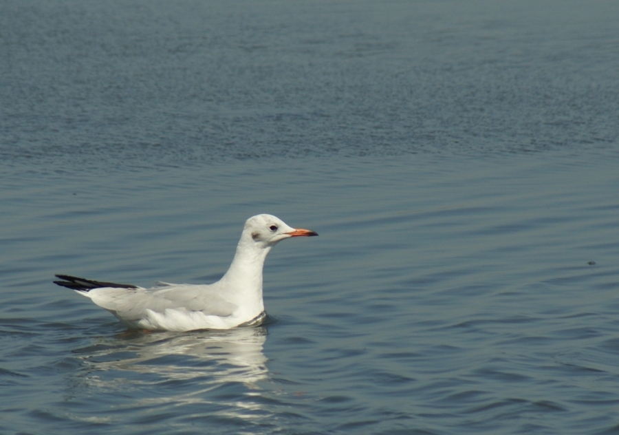 Slender-billed Gull