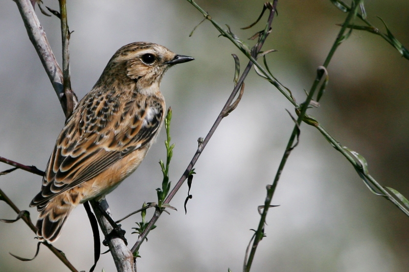 Whinchat