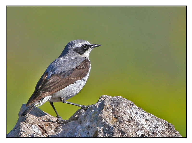 Northern Wheatear