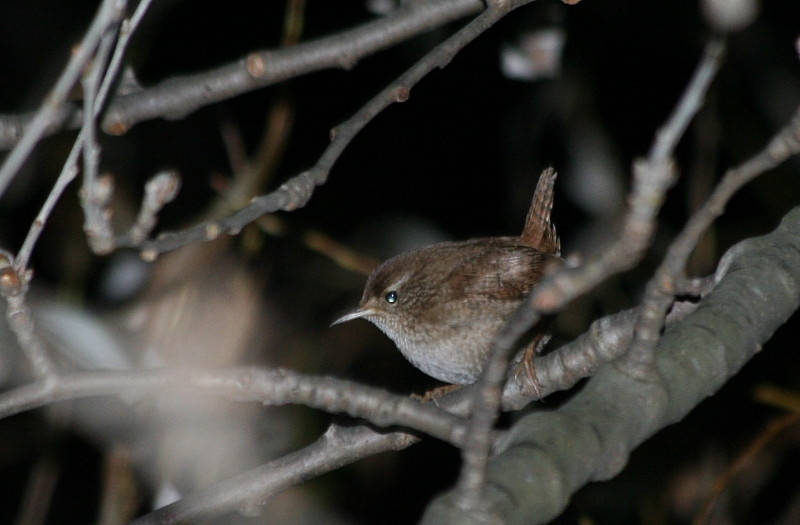Eurasian Wren
