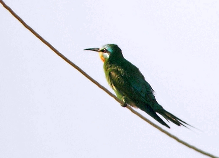 Blue-cheeked Bee-eater