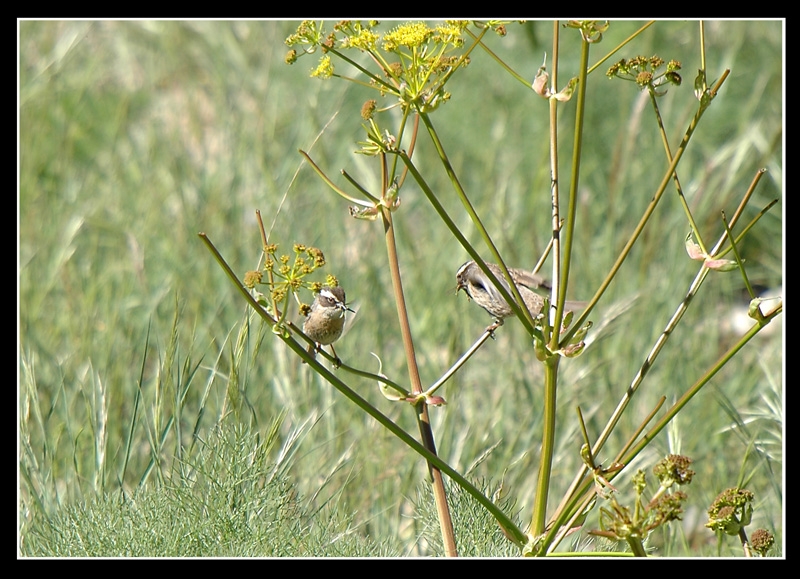 Radde`s Accentor