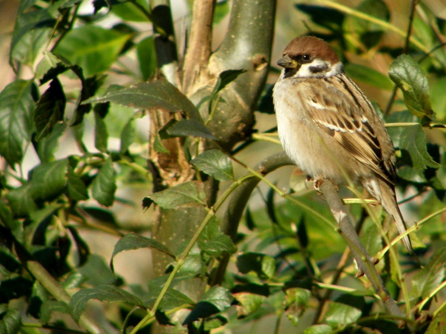Eurasian Tree Sparrow