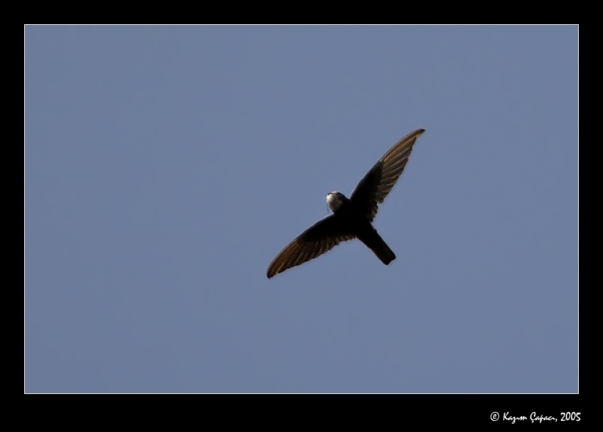 Little Swift