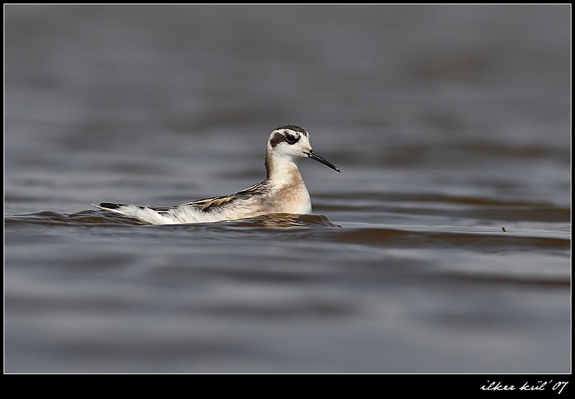 Red-necked Phalarope