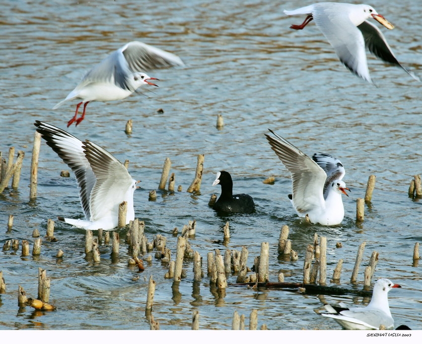 Black-headed Gull