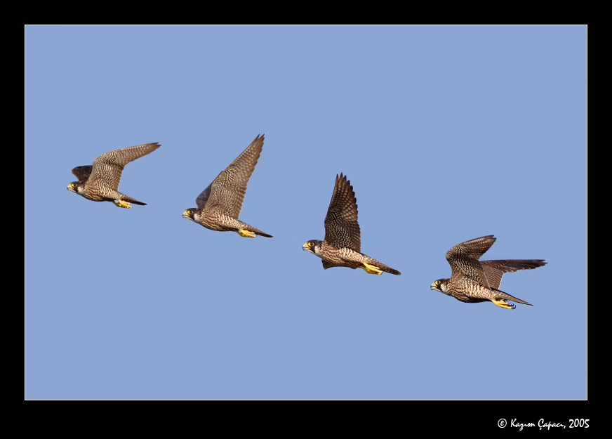 Peregrine Falcon