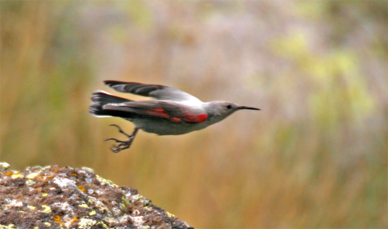 Wallcreeper