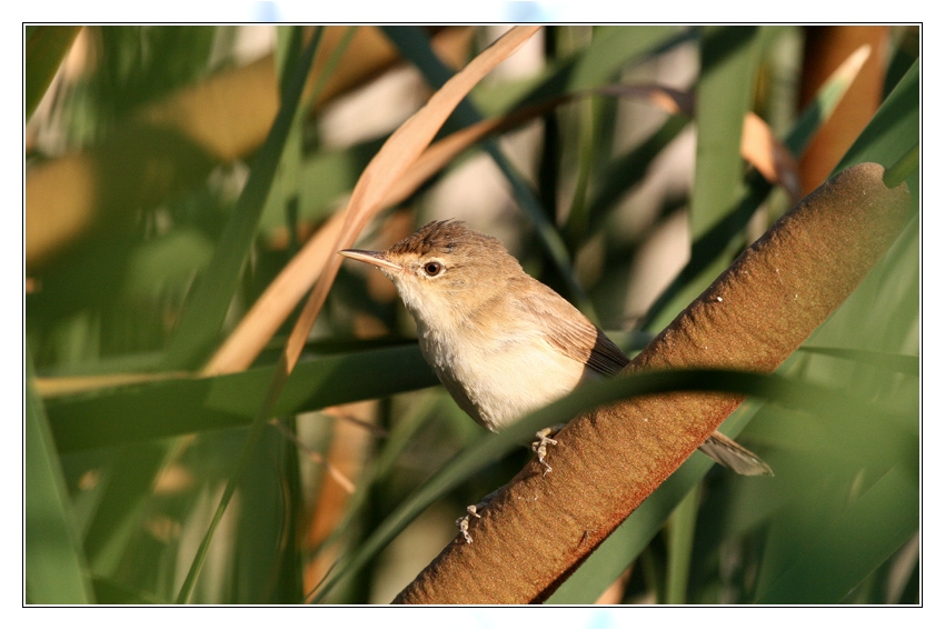 Common Reed Warbler