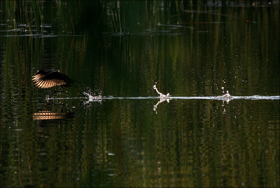 Common Moorhen