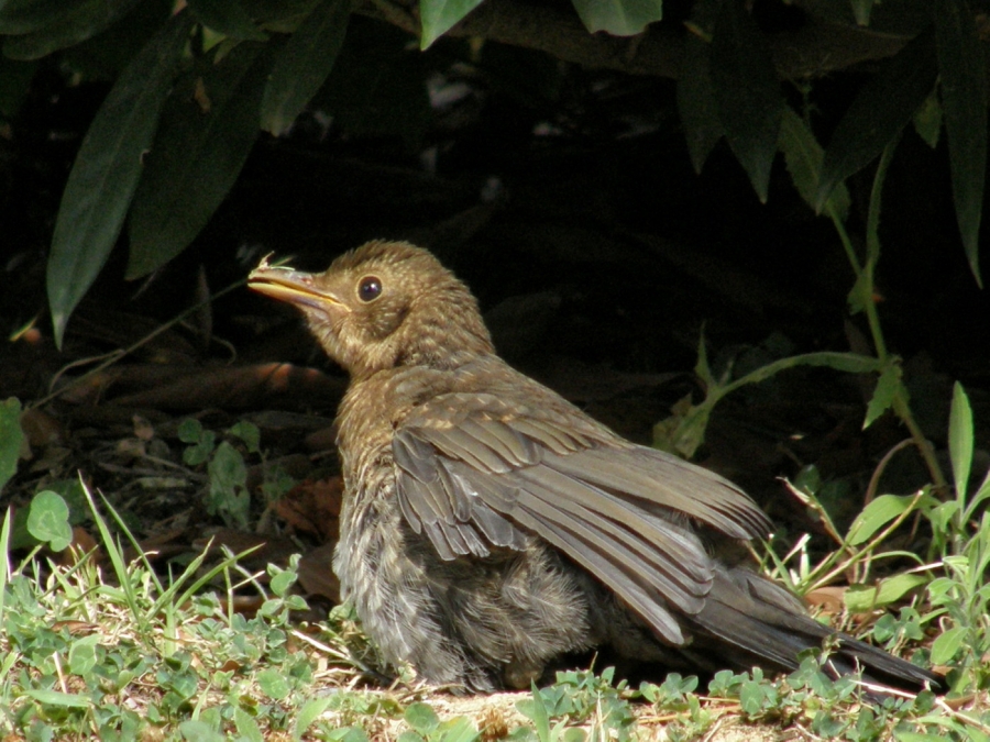 Common Blackbird