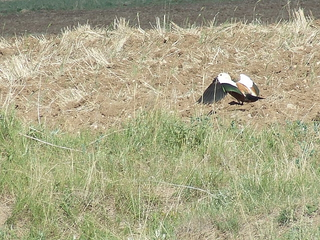 Ruddy Shelduck