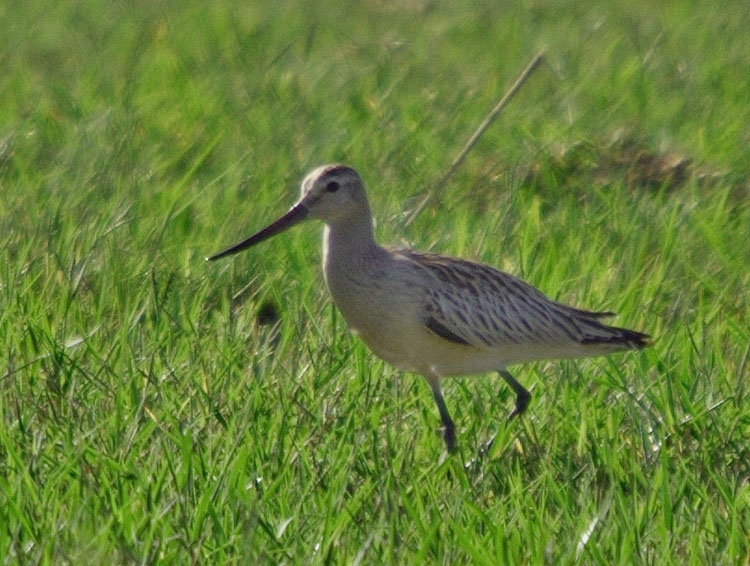Bar-tailed Godwit