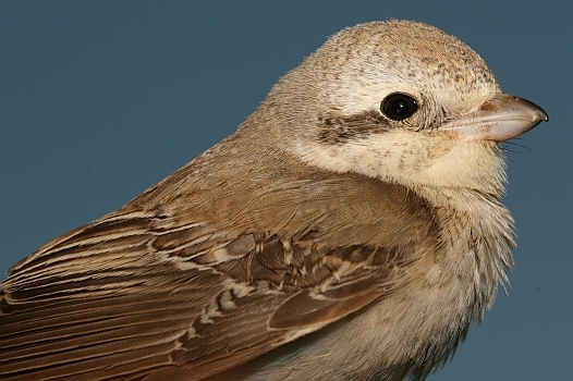 Isabelline Shrike