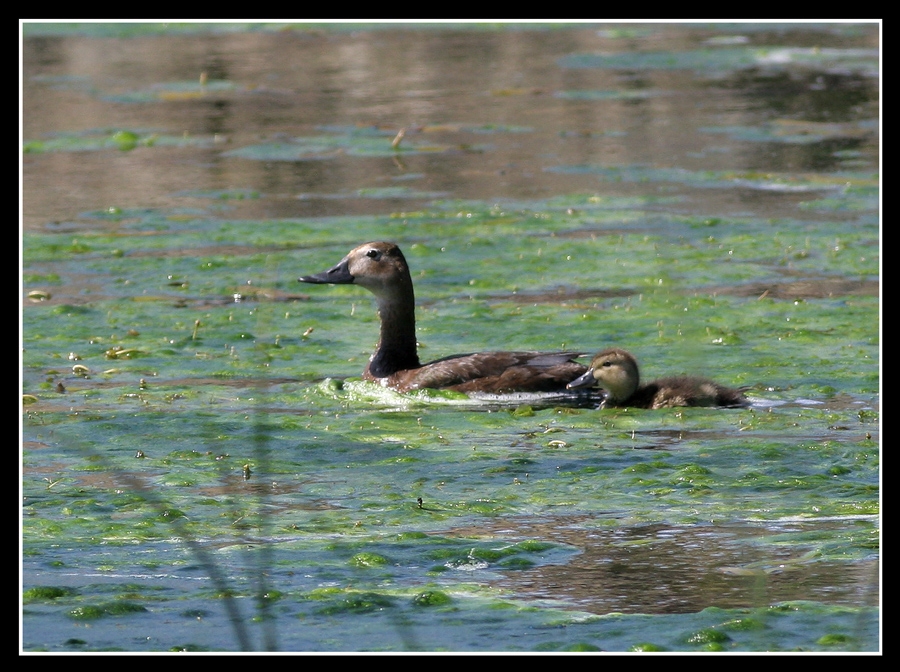 Common Pochard